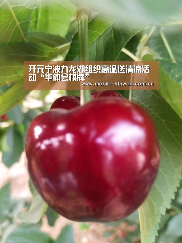 华体会棋牌